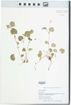 Viola rostrata Pursh by Gordon C. Tucker
