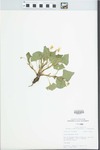 Viola pubescens Aiton by Douglas J. Haug