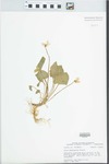 Viola pratincola Greene by Bob Edgin