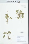Viola sororia Willd. by Eileen T. Adler