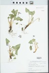 Viola pratincola Greene by John E. Ebinger