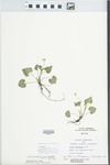Viola pubescens var. eriocarpa (Schwein.) N.H.Russell by Loy R. Phillippe