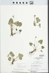 Viola pratincola Greene by Loy R. Phillippe