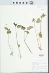 Viola pubescens var. eriocarpa (Schwein.) N.H.Russell by Bob Edgin
