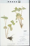 Viola pubescens var. eriocarpa (Schwein.) N.H.Russell by John E. Ebinger