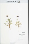 Viola pedata L. by L. Horton