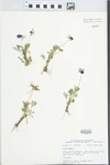 Viola pedata L. by John E. Ebinger