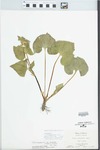 Viola pubescens var. eriocarpa (Schwein.) N.H.Russell by Virginius H. Chase