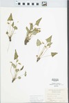 Viola missouriensis Greene by George Neville Jones