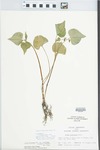 Viola pubescens var. eriocarpa (Schwein.) N.H.Russell by John E. Ebinger