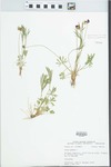Viola pedata L. by John E. Ebinger