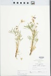 Viola pedata L. by Randy W. Nyboer