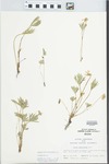 Viola pedatifida G. Don by John E. Ebinger