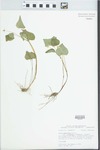Viola pubescens Aiton by Bob Edgin