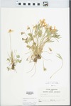 Viola pedata L. by R. N. Riegel Harrison