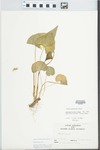 Viola pratincola Greene