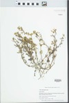 Viola rafinesquii Greene by Gordon C. Tucker
