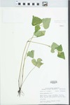 Viola pubescens Aiton by John E. Ebinger