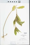 Hybanthus concolor (T.F. Forst.) Spreng. by John E. Ebinger