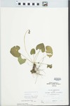 Viola pratincola Greene by Loy R. Phillippe