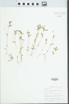 Viola rafinesquii Greene by Bob Edgin