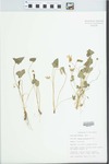Viola sororia Willd. by Bob Edgin
