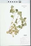Viola striata Aiton by Bob Edgin