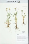 Viola pedata L. by Loy R. Phillippe, Mary Ann Feist, and John E. Ebinger
