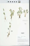 Viola sagittata Ait. by Loy R. Phillippe, Mary Ann Feist, and John E. Ebinger
