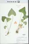 Viola sororia Willd.
