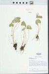 Viola pratincola Greene by Loy R. Phillippe and Richard L. Larimore