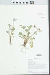Viola pedata L. by Loy R. Phillippe and Paul B. Marcum