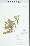Viola primulifolia L. by Loy R. Phillippe and Paul B. Marcum