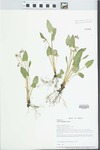 Viola sagittata Ait. by Loy R. Phillippe and Paul B. Marcum