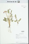 Viola sagittata Ait. by Paul B. Marcum and Loy R. Phillippe