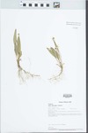 Viola lanceolata L. by Paul B. Marcum and Loy R. Phillippe