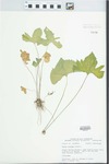 Viola triloba Schwein. by John E. Ebinger