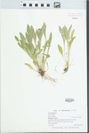 Viola lanceolata L. var. lanceolata by Tad M. Zebryk