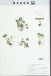 Viola pratincola Greene by Gordon C. Tucker