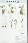 Viola pratincola Greene by Gordon C. Tucker