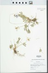 Viola pedata L. by Kerry Barringer