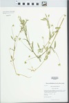 Viola arvensis Murray by Kerry Barringer