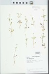 Viola rafinesquii Greene by Dan Busemeyer, Mary Ann Feist, Paul B. Marcum, and Loy R. Phillipe
