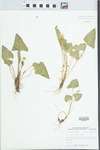 Viola missouriensis Greene by John E. Ebinger