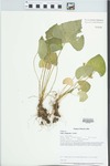 Viola pratincola Greene by Dan Busemeyer, John E. Ebinger, William McClain, and Loy R. Phillipe