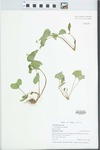 Viola pubescens var. eriocarpa (Schwein.) N.H.Russell by Gordon C. Tucker