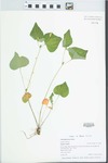 Viola pubescens Aiton by Gordon C. Tucker