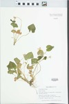 Viola affinis LeConte by Gordon C. Tucker