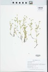 Viola rafinesquii Greene by Gordon C. Tucker