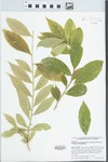 Hybanthus prunifolius (Humb. & Bonpl. ex Schult.) Schulze-Menz by Richard J. Abbott